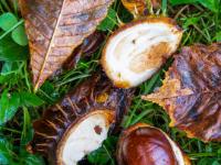 Nasse Kastanien Schalen, Früchte sowie Blätter am Boden